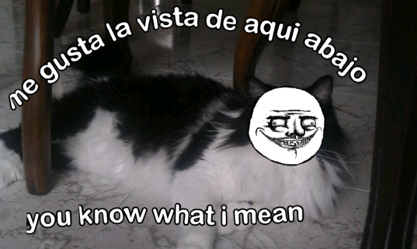 Gato Meme Subido Por Andreita Memedroid