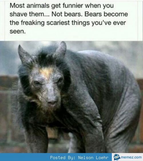 Hairless bears - Meme by DocSqueak :) Memedroid