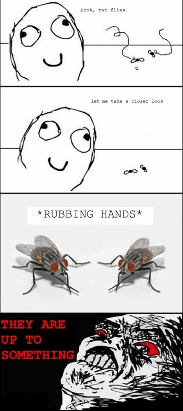 plotting flies Meme by bigbeel ) Memedroid