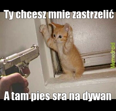 Kot Meme By Th3b3ast Memedroid