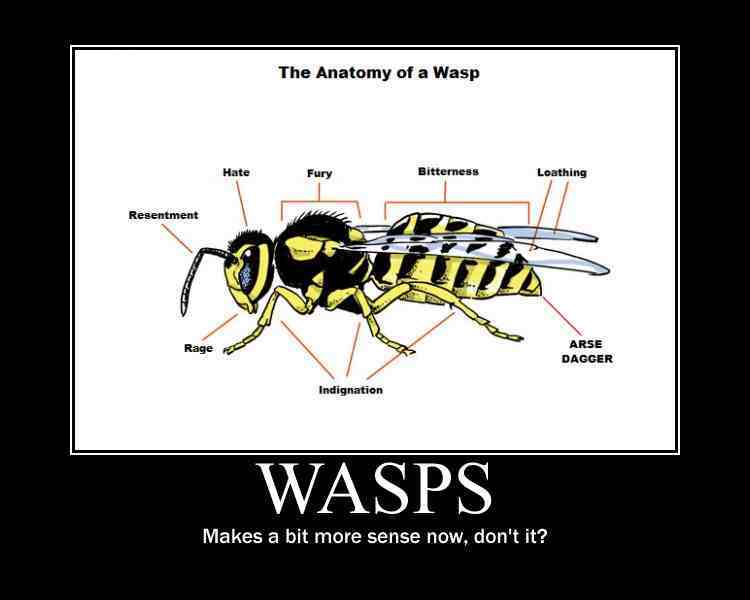 Awesome memes, gifs and funny pics for you! wasps,danger,anatomy,exilod,mem...