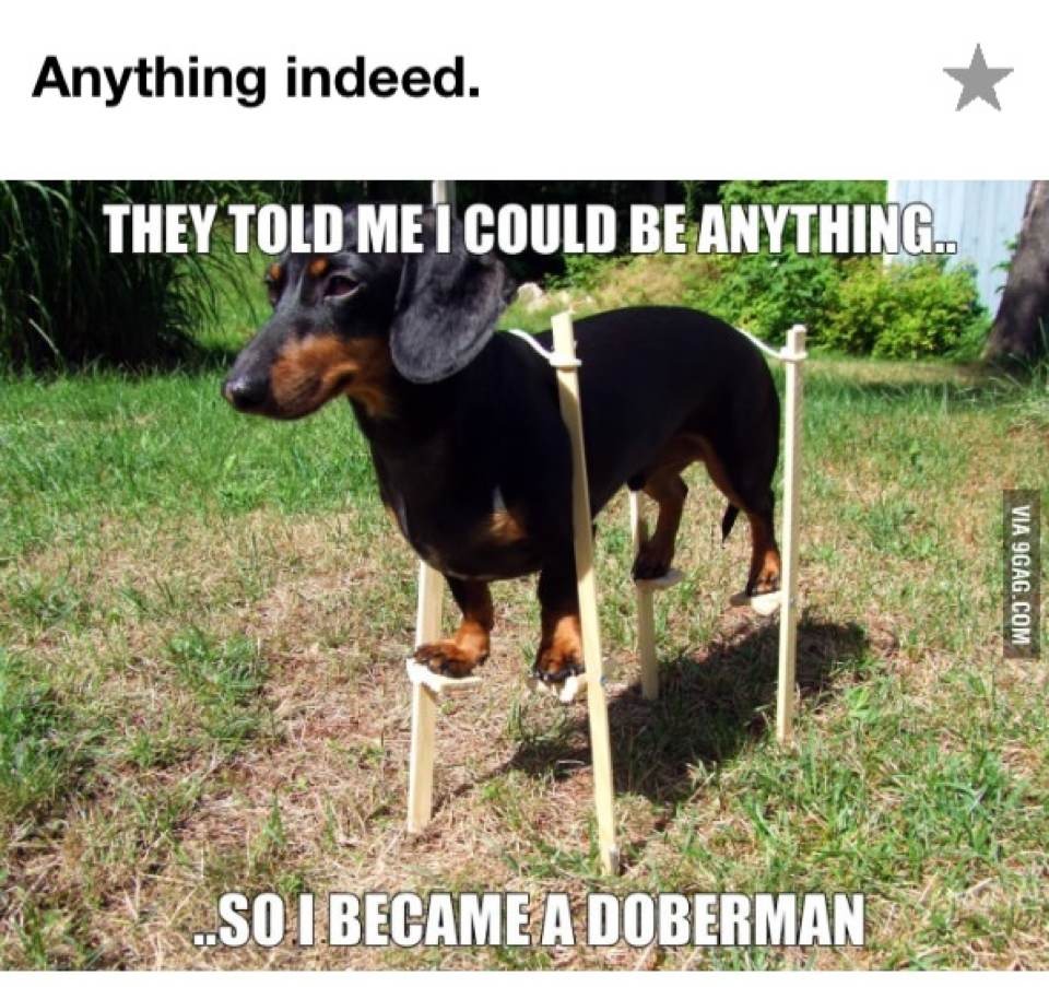 Doberman P Meme By Miqee42 Memedroid.