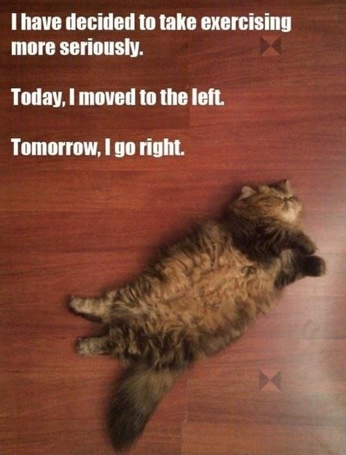 Lazy Cat .. is lazy - Meme by ashahos :) Memedroid