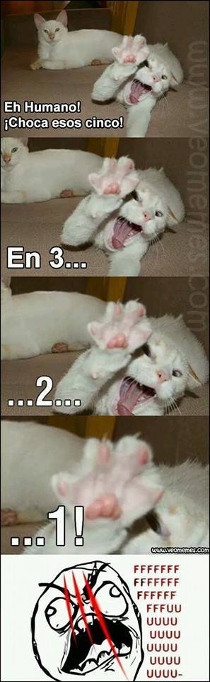 Cheeeee Gato Xd Meme Subido Por Menakmena Memedroid 