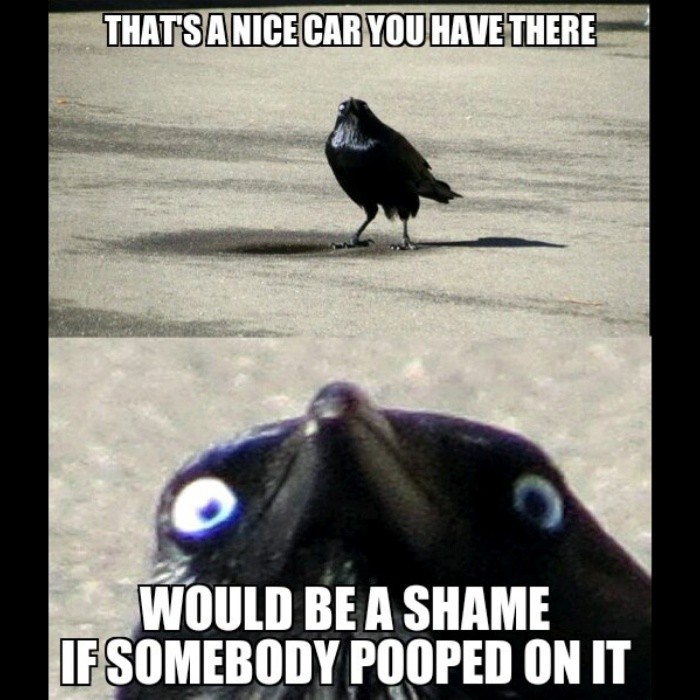 crow crow - Meme by bandsamakeherdance :) Memedroid