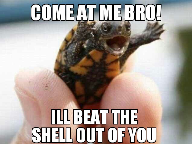 tis cute le turtle - Meme by kikumarurox :) Memedroid