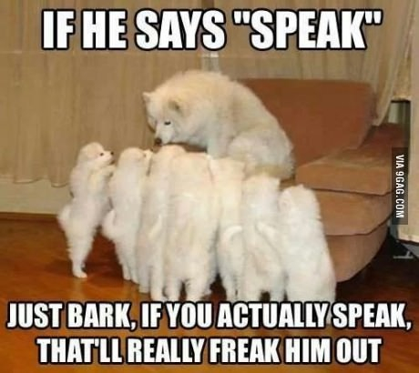 dogs that can talk