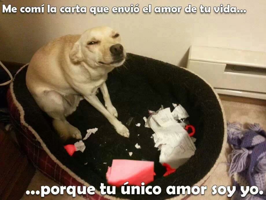 perro amor - Meme subido por jaclfc2013 :) Memedroid