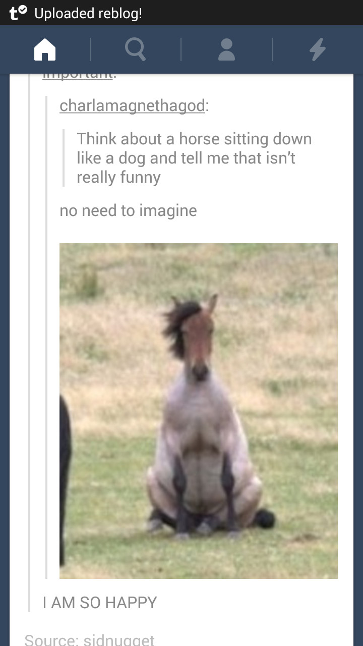 horse memes tumblr