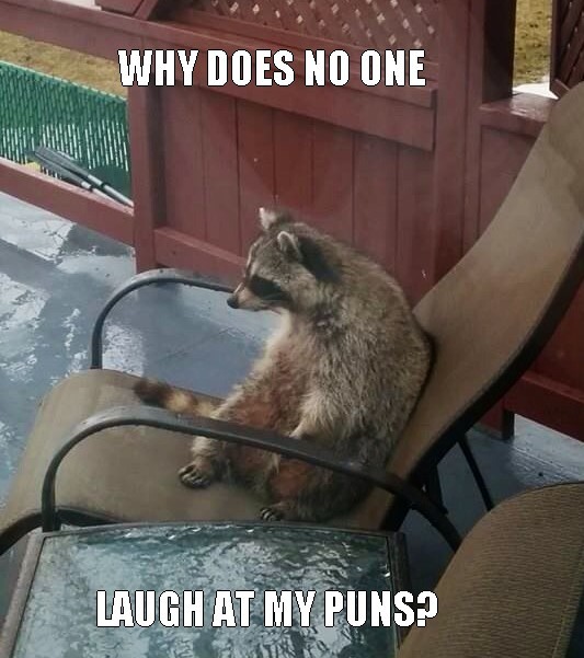 lame pun raccoon meme