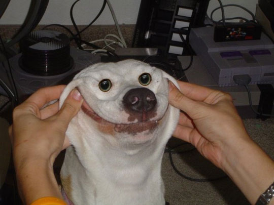 ROFL dog smile! - meme
