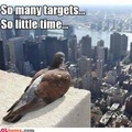 a pigeon is thinking