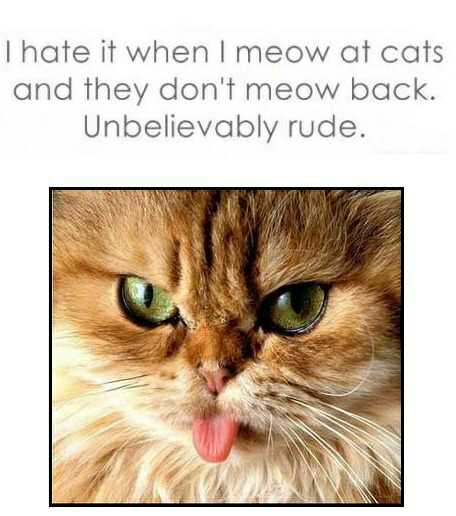 rude cats... - meme