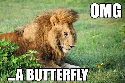 Butterflies in his stomach! - meme