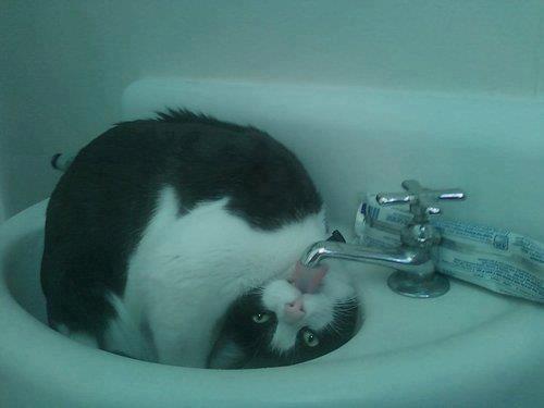 Devil's cat must also drink water - meme