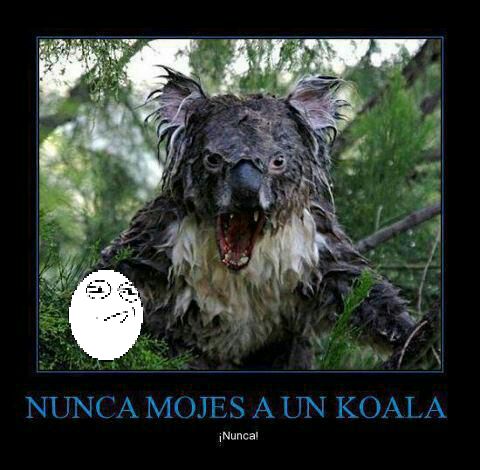 nunca mojes un koala - meme