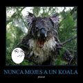 nunca mojes un koala