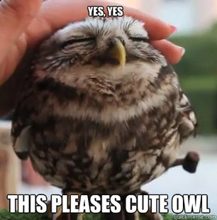 Cute owl - meme