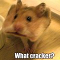 Cracker?