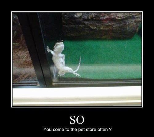 Wanna gecko? - meme