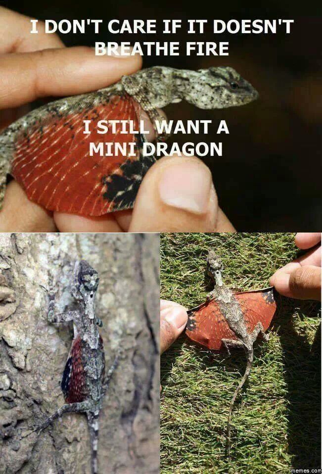 mini dragon - meme