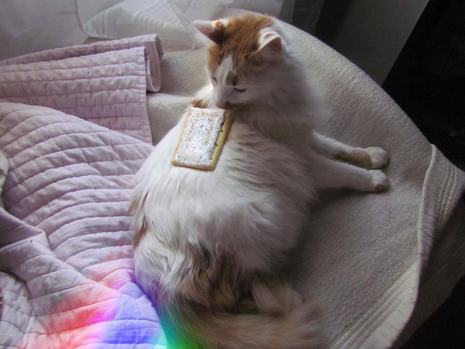 nyan cat descripción grafica!! - meme