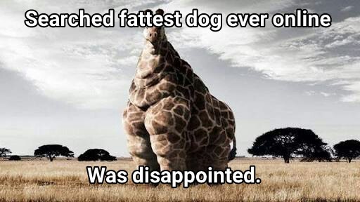 Fattest giraffe ever - meme