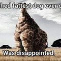 Fattest giraffe ever