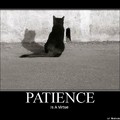 Il en faut de la patience dans cette vie... surtout quand t'attends peut être le vent hein le chat!!!
