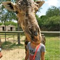 Photobombing lvl giraffe