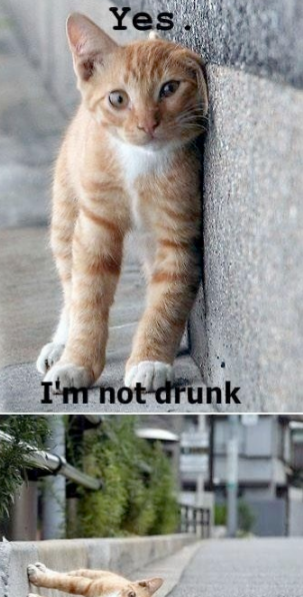 go home cat you are drunk - meme