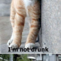 go home cat you are drunk
