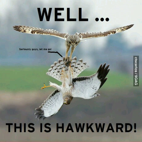 Hawkward - meme