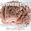 le cerveau