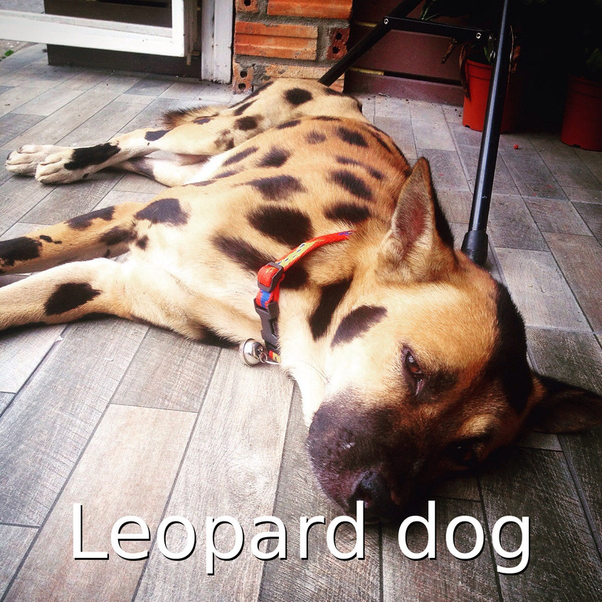 Leopard dog :) - meme