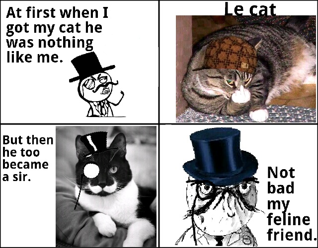 My feline friend - meme