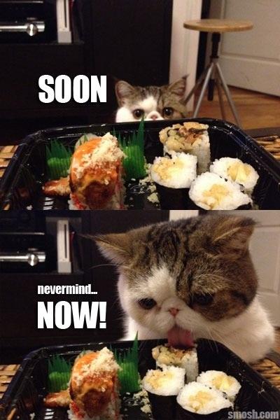 Asian cat likes sushi - meme