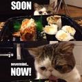 Asian cat likes sushi