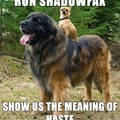 run shadowfax!