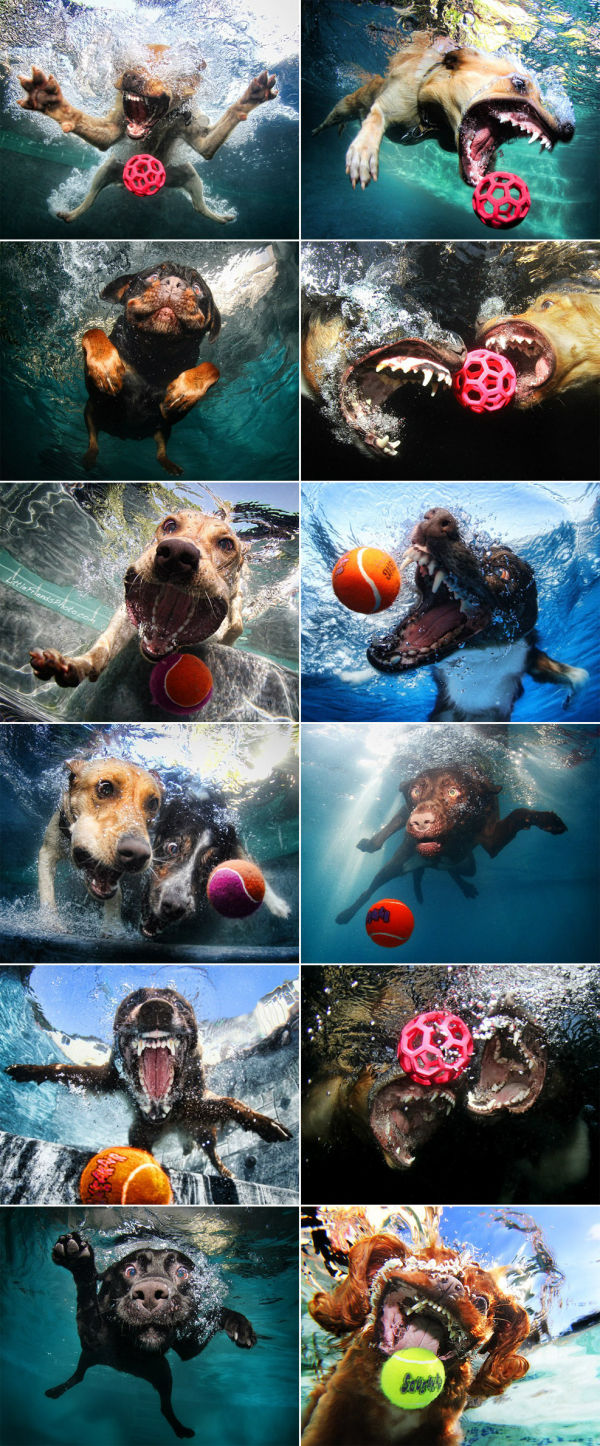 pictures of dogs underwater - meme