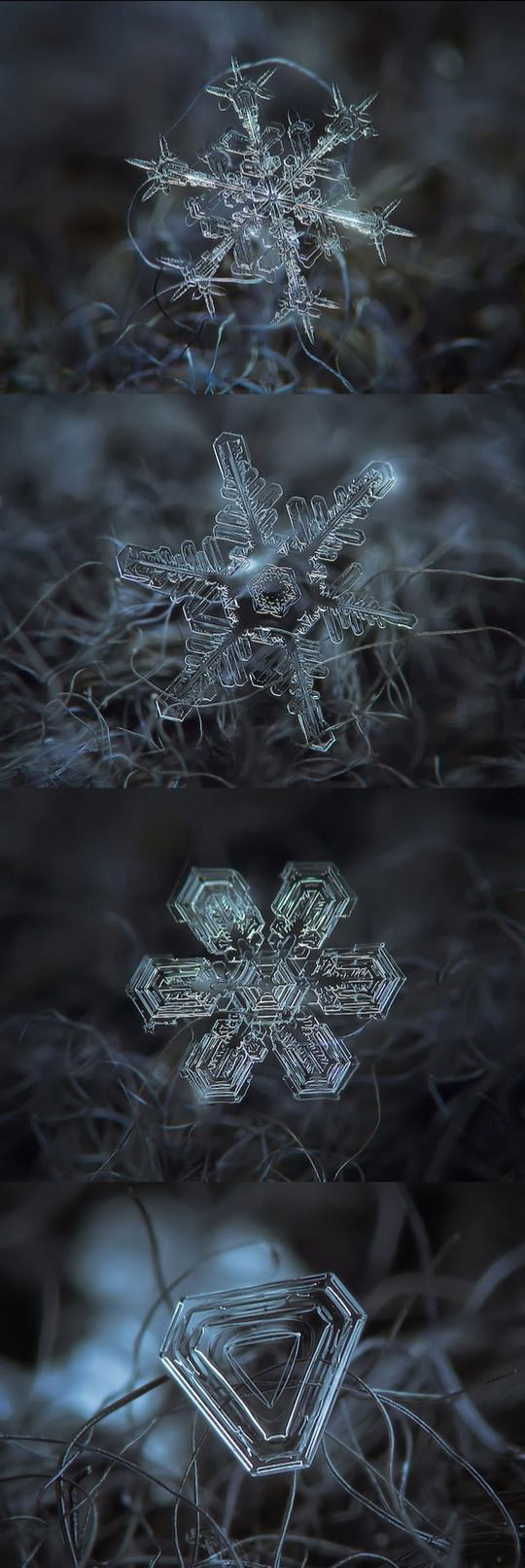 micro-photography of snowflakes - meme