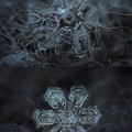 micro-photography of snowflakes