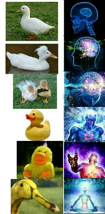Los patos - meme