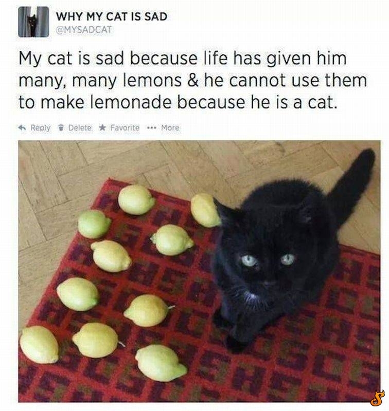 Sad cat - meme
