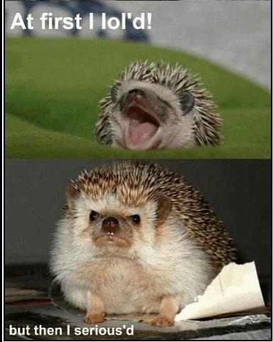 Hedgehog - meme