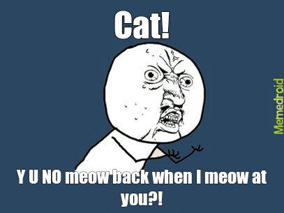 I'm certain my cat believes me retarded at times - meme
