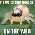 Poor spider