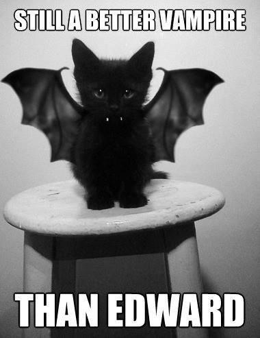 Lol, a cute kitten is a better vampire than a sparking fairy. - meme