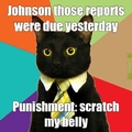 punishment cat