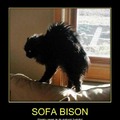haha sofa bison dont care who u are thats funny right there